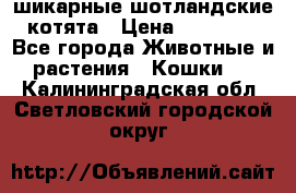 шикарные шотландские котята › Цена ­ 15 000 - Все города Животные и растения » Кошки   . Калининградская обл.,Светловский городской округ 